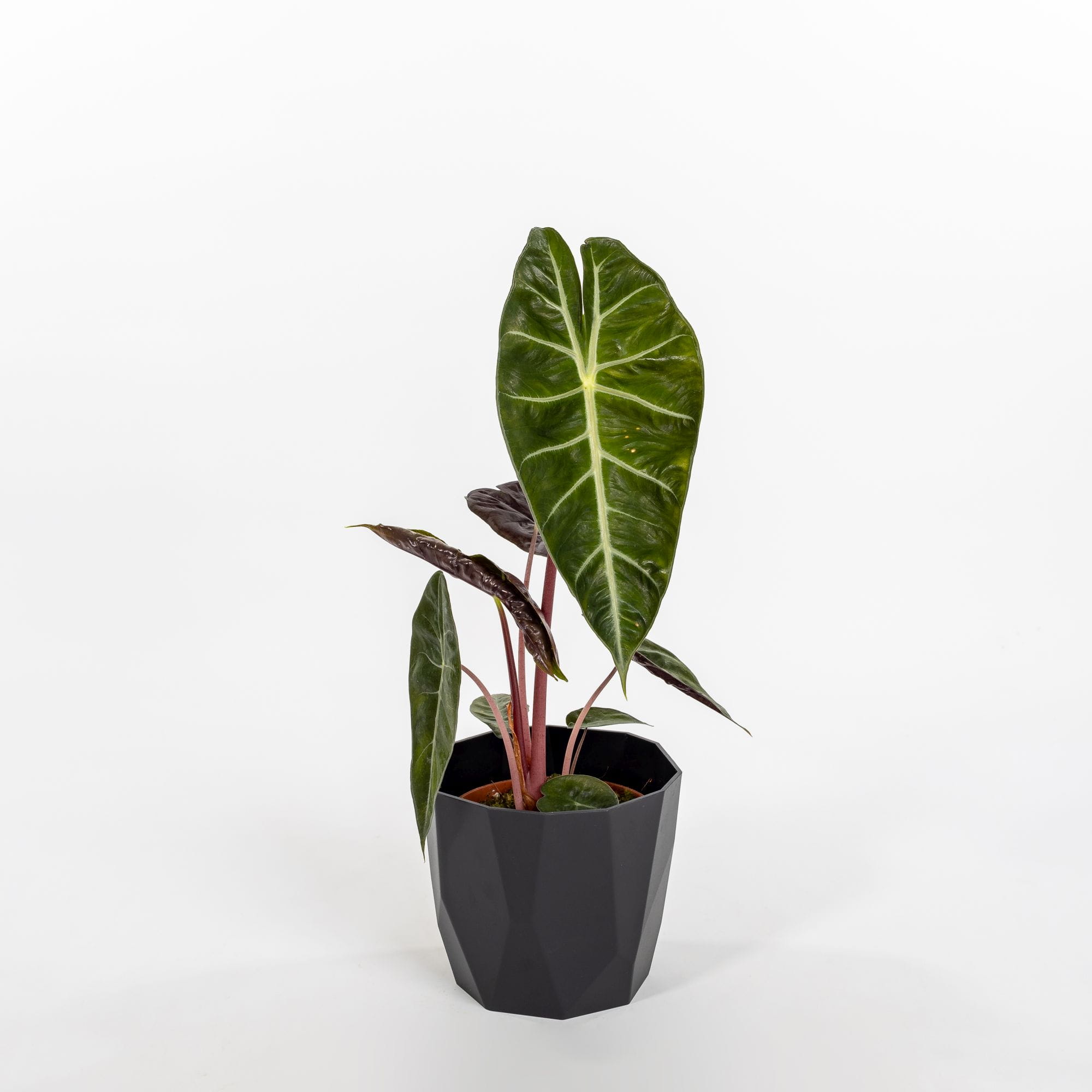 Alocasia “Pink Dragon”