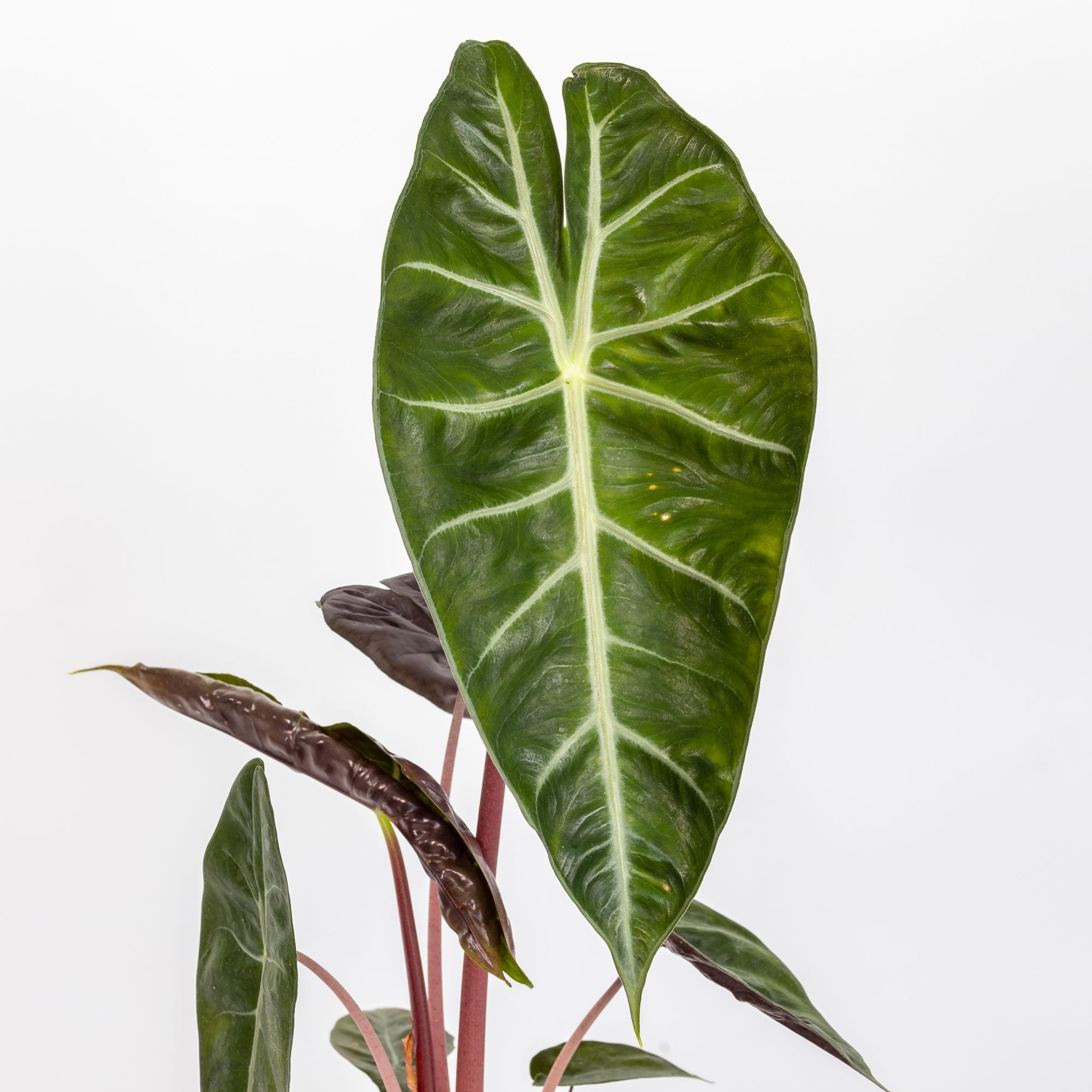 Alocasia “Pink Dragon” - immagine 2