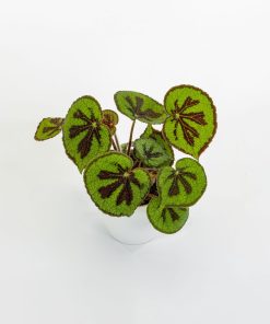 Begonia masoniana “Variegata”