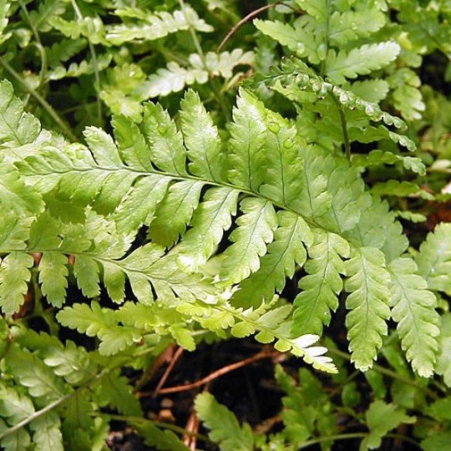 Dryopteris filix-mas “Mexica”