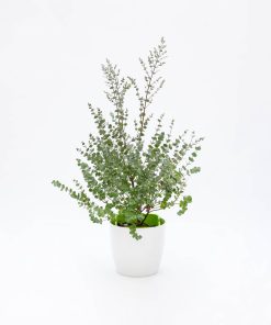 Eucalyptus gunnii “Azura”