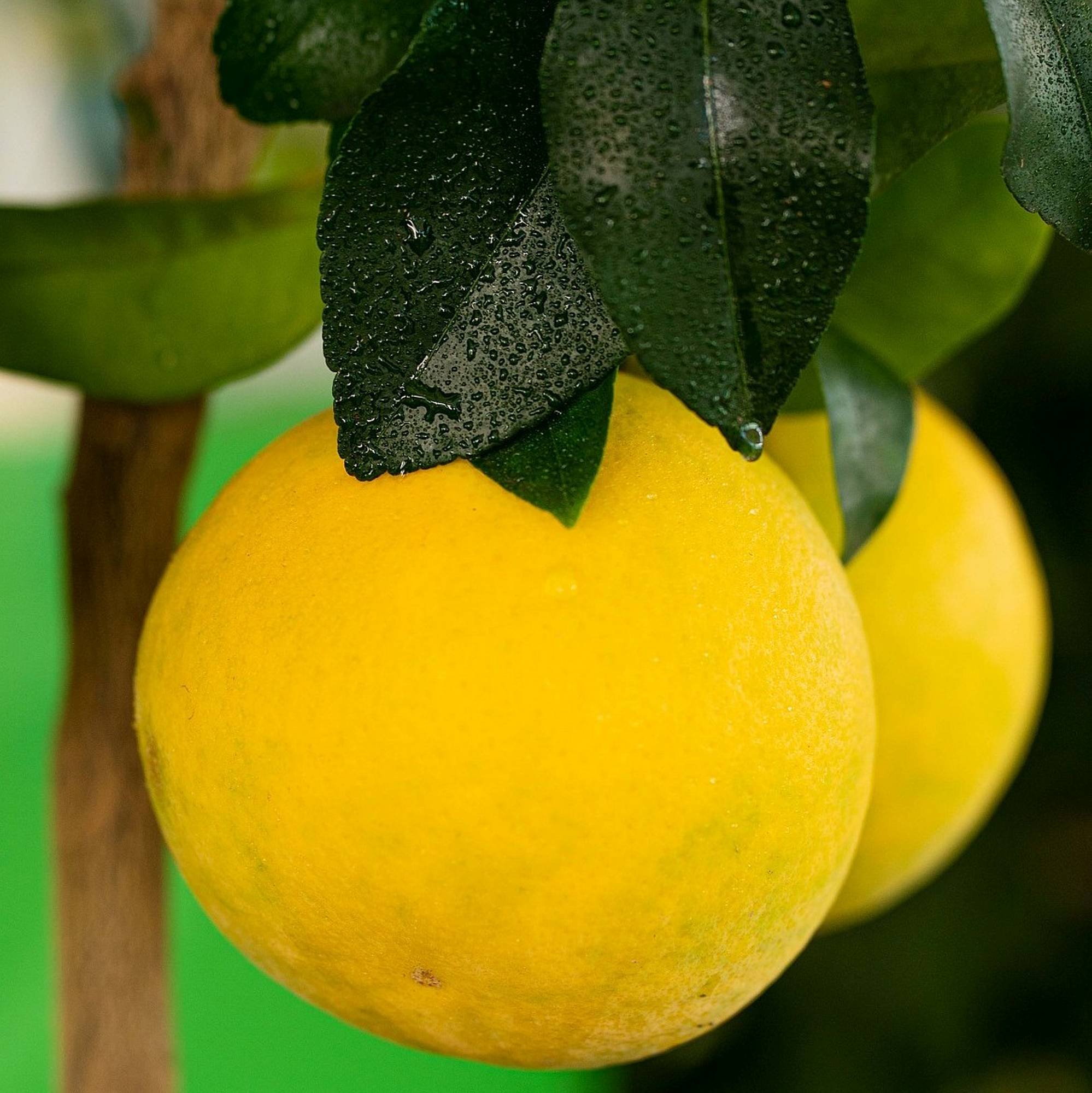 Pompelmo giallo