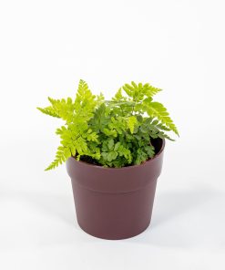 Rumohra adiantiformis “Variegata”