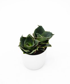 Sansevieria “Star Rose”