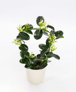 Stephanotis floribunda